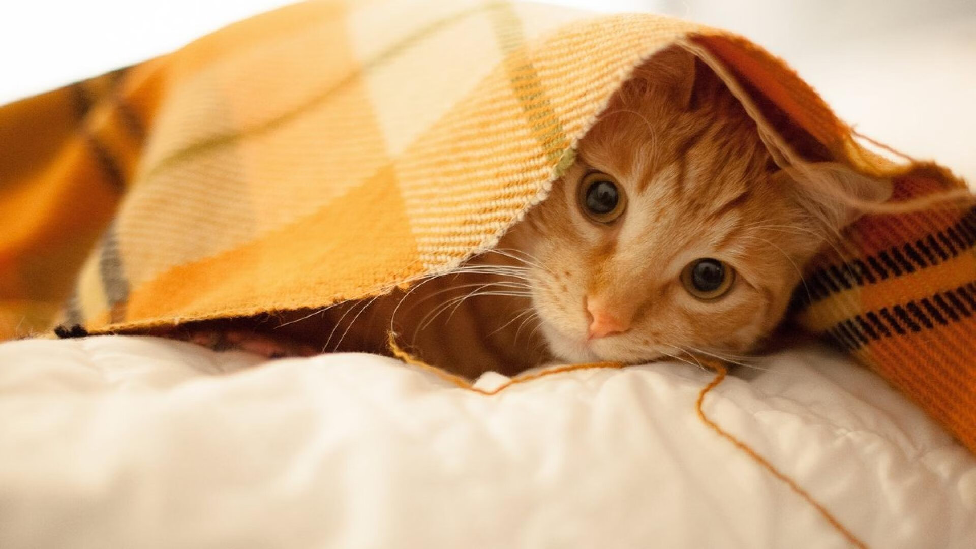 伤停危机球队如何应对主力缺阵，伤停汇总