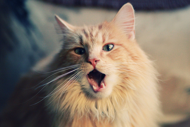 田径多项技术训练体系完成迭代,田径运动技术