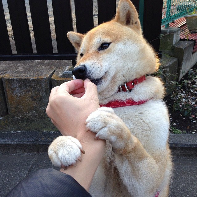 裁判心理韧性训练课程正式推广实施，裁判素养