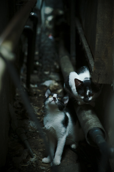 “南非羚羊队的前景广阔：萨尔·巴赫是关键”