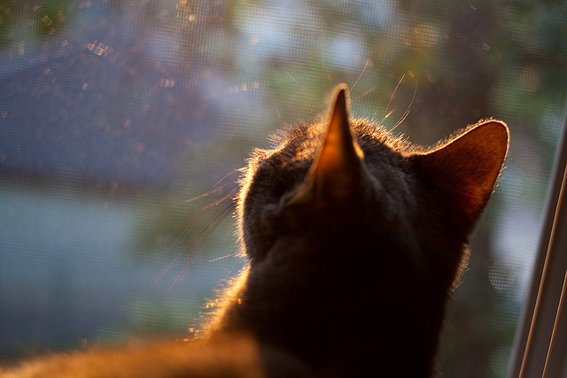 塔图姆表示保持节奏是赢球关键,塔图姆打球